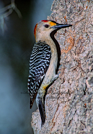Melanerpes aurifrons  GOLDEN-FRONTED WOODPECKER 53307