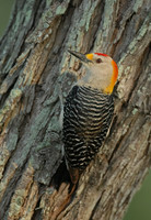 Melanerpes aurifrons  GOLDEN-FRONTED WOODPECKER 6023138+