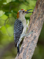 Melanerpes aurifrons  GOLDEN-FRONTED WOODPECKER 7005799+