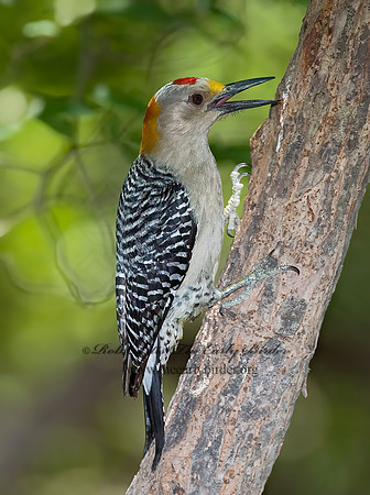 Melanerpes aurifrons  GOLDEN-FRONTED WOODPECKER 7005799+