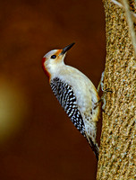 Melanerpes aurifrons  GOLDEN-FRONTED WOODPECKER 1279702+