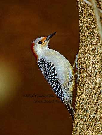 Melanerpes aurifrons  GOLDEN-FRONTED WOODPECKER 1279702+