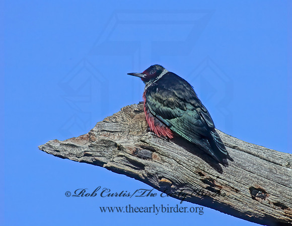 Melanerpes lewis  LEWIS'S WOODPECKER 104003+