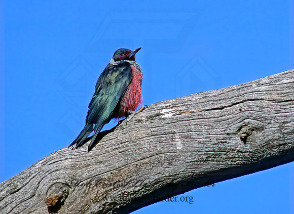 Melanerpes lewis  LEWIS'S WOODPECKER 104016+
