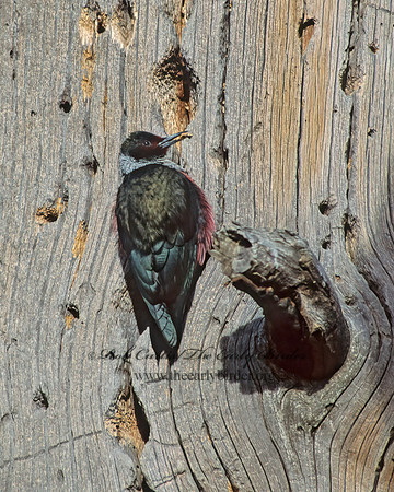 Melanerpes lewis  LEWIS'S WOODPECKER 104006+