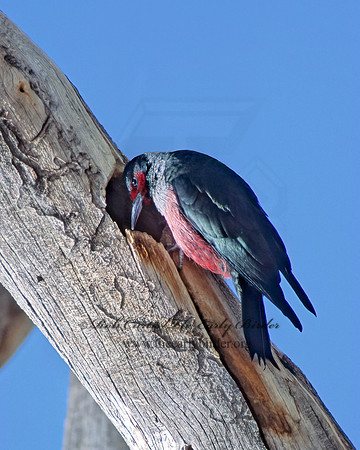 Melanerpes lewis  LEWIS'S WOODPECKER 104112+