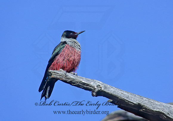 Melanerpes lewis  LEWIS'S WOODPECKER 104025+