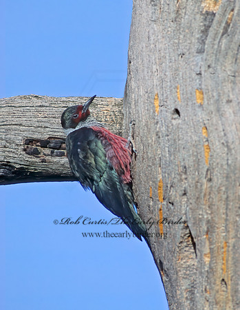 Melanerpes lewis  LEWIS'S WOODPECKER 104017+