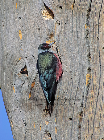 Melanerpes lewis  LEWIS'S WOODPECKER 104020+