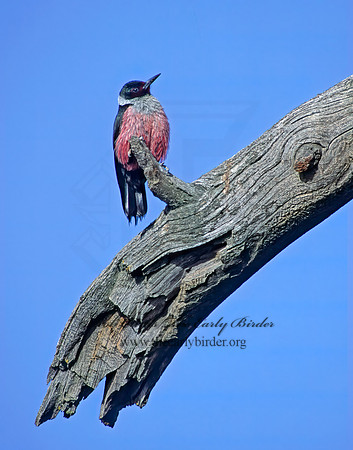 Melanerpes lewis  LEWIS'S WOODPECKER 104023+