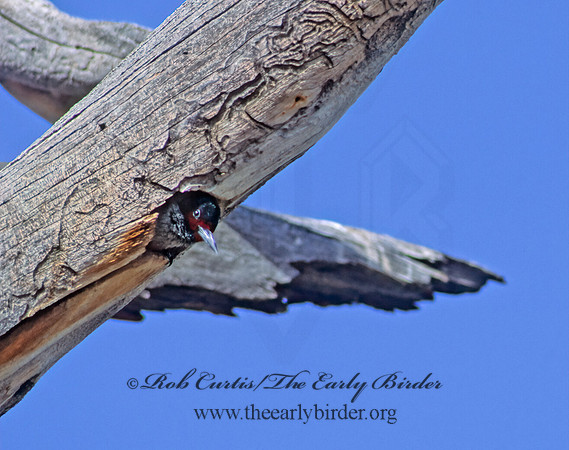 Melanerpes lewis  LEWIS'S WOODPECKER 104105+