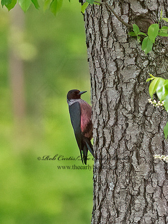 Melanerpes lewis  LEWIS'S WOODPECKER 9063132+