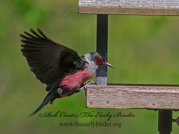 Melanerpes lewis  LEWIS'S WOODPECKER 9063161+