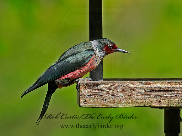 Melanerpes lewis  LEWIS'S WOODPECKER 9063149+