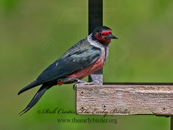 Melanerpes lewis  LEWIS'S WOODPECKER 9063167+