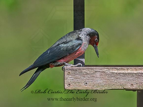 Melanerpes lewis  LEWIS'S WOODPECKER 9063169+