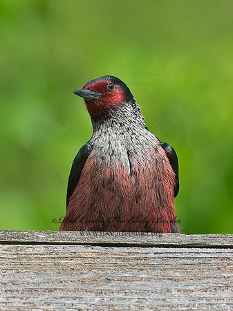 Melanerpes lewis  LEWIS'S WOODPECKER 9063139+