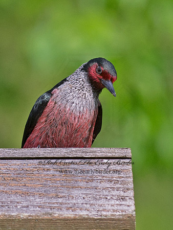 Melanerpes lewis  LEWIS'S WOODPECKER 9063158