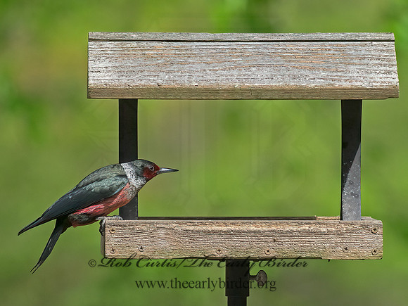 Melanerpes lewis  LEWIS'S WOODPECKER 9063151+