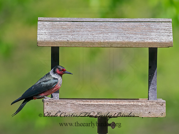 Melanerpes lewis  LEWIS'S WOODPECKER 9063165+