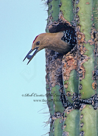 Melanerpes uropygialis  GILA WOODPECKER  74108