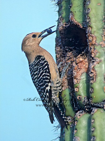 Melanerpes uropygialis  GILA WOODPECKER  74132+