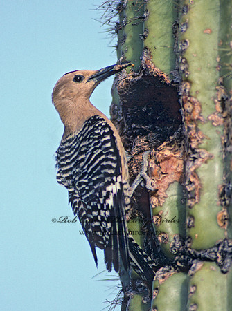 Melanerpes uropygialis  GILA WOODPECKER  74120