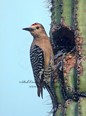 Melanerpes uropygialis  GILA WOODPECKER  74113+