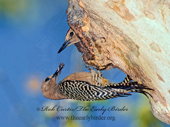 Melanerpes uropygialis  GILA WOODPECKER  94728+