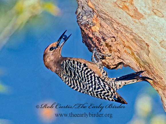 Melanerpes uropygialis  GILA WOODPECKER  94723+