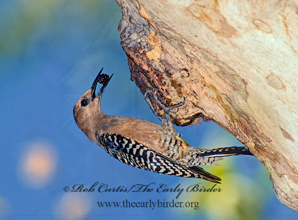 Melanerpes uropygialis  GILA WOODPECKER  94731+