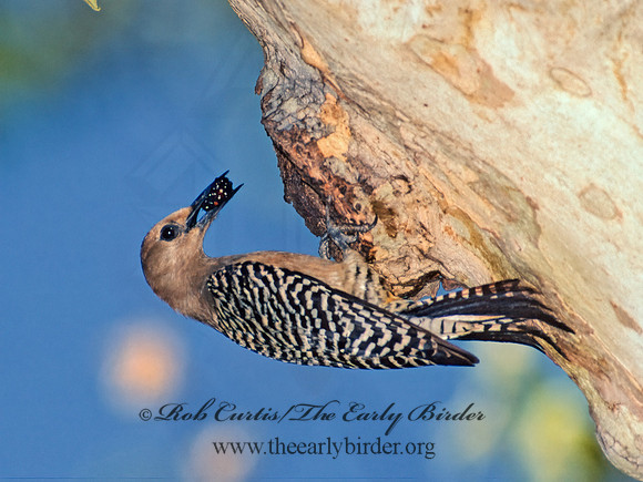 Melanerpes uropygialis  GILA WOODPECKER  94733+