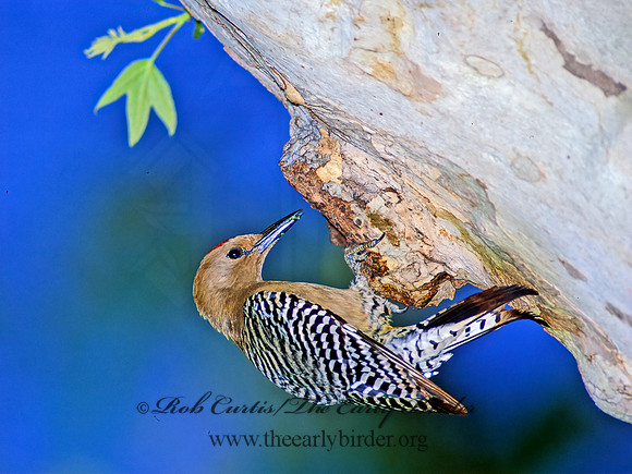 Melanerpes uropygialis  GILA WOODPECKER  94902+