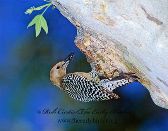 Melanerpes uropygialis  GILA WOODPECKER  94903+