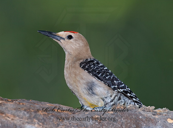Melanerpes uropygialis  GILA WOODPECKER  7006863-1+