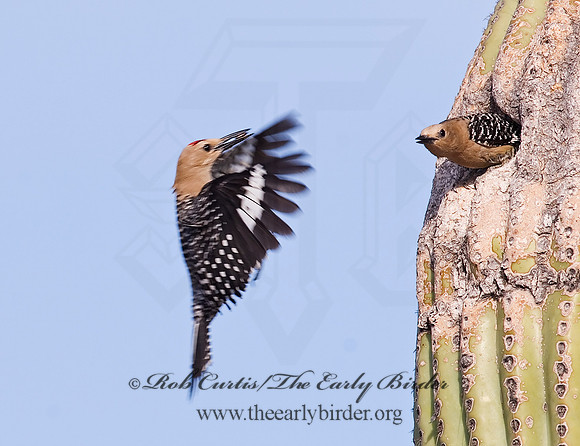 Melanerpes uropygialis  GILA WOODPECKER  7006924