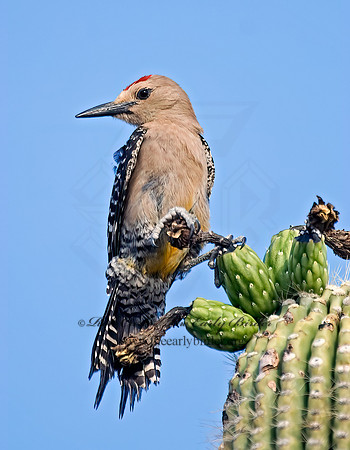 Melanerpes uropygialis  GILA WOODPECKER  7006930+