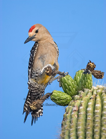 Melanerpes uropygialis  GILA WOODPECKER  7006932+