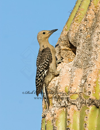Melanerpes uropygialis  GILA WOODPECKER  7007053+