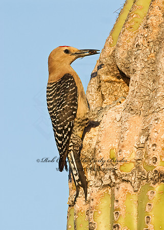 Melanerpes uropygialis  GILA WOODPECKER  7007065+