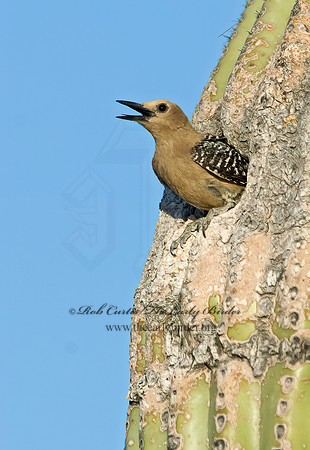 Melanerpes uropygialis  GILA WOODPECKER  7007050+