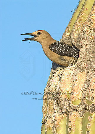 Melanerpes uropygialis  GILA WOODPECKER  7007063+