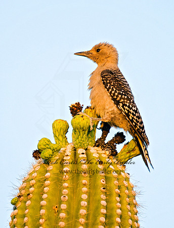 Melanerpes uropygialis  GILA WOODPECKER  7007066
