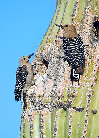 Melanerpes uropygialis  GILA WOODPECKER  7007058+