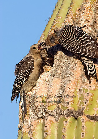 Melanerpes uropygialis  GILA WOODPECKER  7007055+