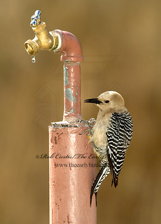 Melanerpes uropygialis  GILA WOODPECKER  5005322+
