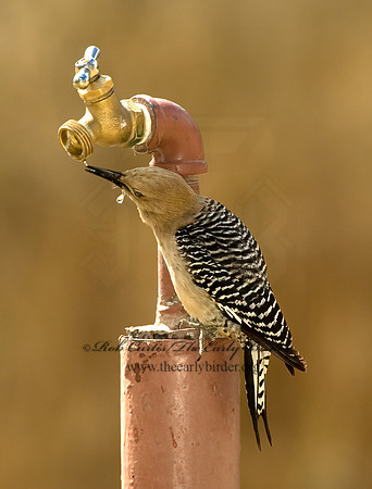 Melanerpes uropygialis  GILA WOODPECKER  5005323+