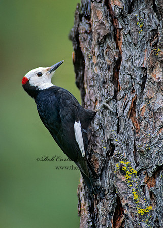 Picoides albolarvatus  WHITE-HEADED WOODPECKER 144721+