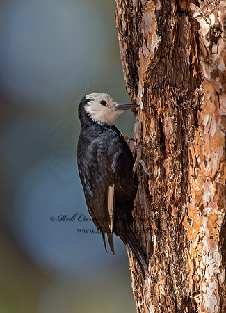 Picoides albolarvatus  WHITE-HEADED WOODPECKER 9057036+