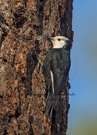 Picoides albolarvatus  WHITE-HEADED WOODPECKER 9057057+